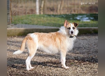 Dolly, ein ganz besonders schönes Hundemädchen, wurde vermutlich ausgesetzt !