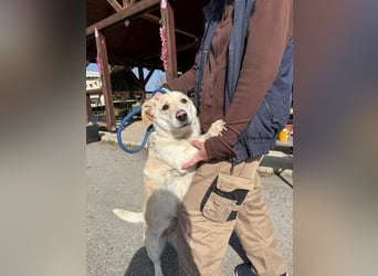 Angelina, kleiner Hund mit einem großen Herzen voller Liebe !