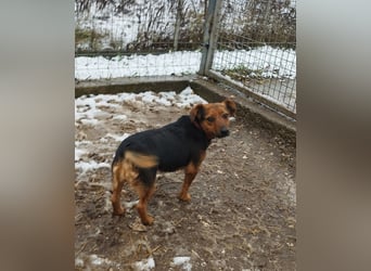 Édi, ein fröhliche Hündin mit einem kleinen Handicap, was sie aber nicht stört !