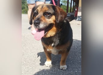 Dagi,  ein Herz auf 4 Pfoten  lebt auf einer Pflegestelle in NRW