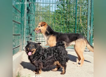 Sapi Karcsi, ein fröhlicher menschenbezogener Lockenprinz auf kurzen Beinen !