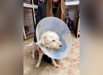 Dundi ein ganz schlimmer Fall von Misshandlung !