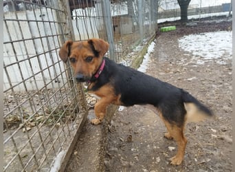 Édi, ein fröhliche Hündin mit einem kleinen Handicap, was sie aber nicht stört !