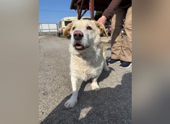 Angelina, kleiner Hund mit einem großen Herzen voller Liebe !