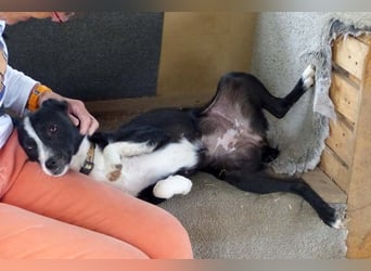 Schüchterne liebe Barka sucht einfühlsame Menschen