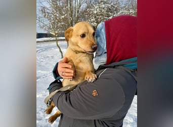 Morzsa, ein fröhlicher kleiner Herzensbrecher !