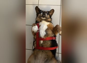 Dagi,  ein Herz auf 4 Pfoten  lebt auf einer Pflegestelle in NRW