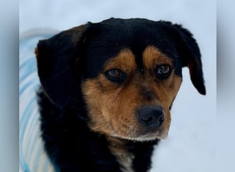 Tipli, ein ganz lieber und putziger Rüde, der Menschen sehr mag !