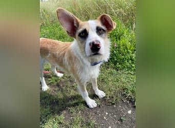 Dolly, ein ganz besonders schönes Hundemädchen, wurde vermutlich ausgesetzt !