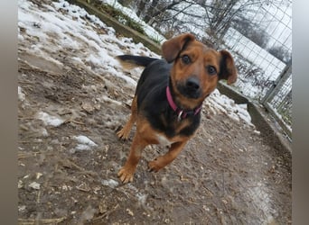 Édi, ein fröhliche Hündin mit einem kleinen Handicap, was sie aber nicht stört !