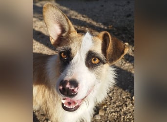 Dolly, ein ganz besonders schönes Hundemädchen, wurde vermutlich ausgesetzt !