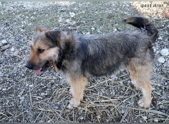 Bubi, eine kleine menschenbezogene Wuschelhündin , die es bisher nicht gut hatte.