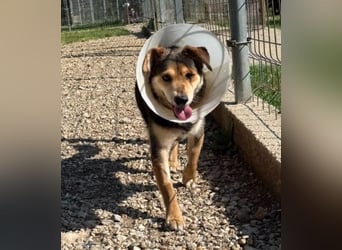 Senior Czsibeske sucht nochmal ein neues Zuhause !
