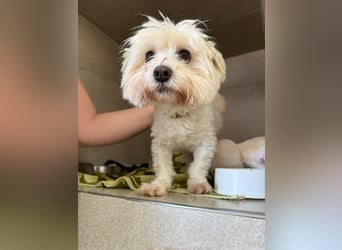 Rontó Maci, süßer wuschelkopf auf der Suche nach seiner Familie !