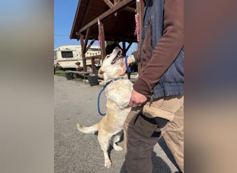 Angelina, kleiner Hund mit einem großen Herzen voller Liebe !