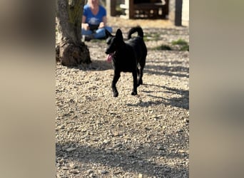Sapi Mami taut langsam auf ! Ein Zuhause mit einem netten Ersthund wäre toll !