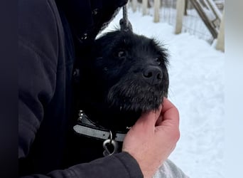 Bezaubernde Oreo  ist freundlcih und liebt das Kuscheln !