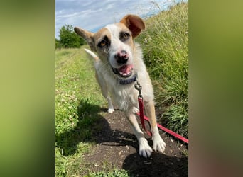Dolly, ein ganz besonders schönes Hundemädchen, wurde vermutlich ausgesetzt !