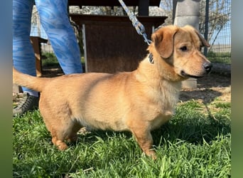 Tódi, ein unkomplizierter und verkuschelter Junghund