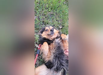 Der sanfte Rüde Lucky sucht ein Zuhause !