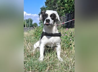 Zorro ist sehr freundlich, gutmütig, menschenbezogen, verschmust !