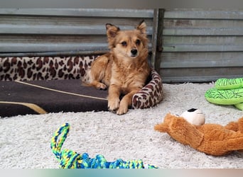 Hope sucht viel Liebe und Geborgenheit !