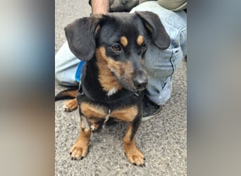 Lexa ist sehr lieb, sanft und menschenbezogen !