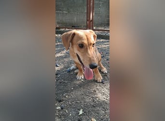 Füge ist ein lieber,fröhlicher  kleiner Sonnenschein !