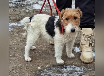 Hündin Ali ist sehr lieb, sanft und anhänglich !