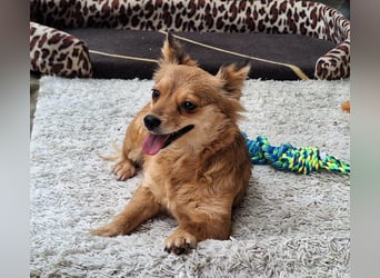 Hope sucht viel Liebe und Geborgenheit !