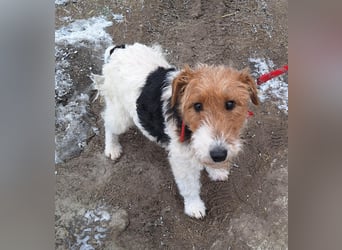 Hündin Ali ist sehr lieb, sanft und anhänglich !