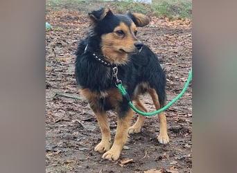 Der sanfte Rüde Lucky sucht ein Zuhause !