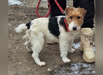 Hündin Ali ist sehr lieb, sanft und anhänglich !