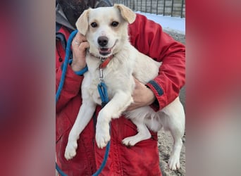 Sonnenschein Albert sucht ein Zuhause !