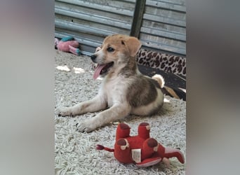 Alfie ist sehr freundlich, verspielt,sanft, anhänglich