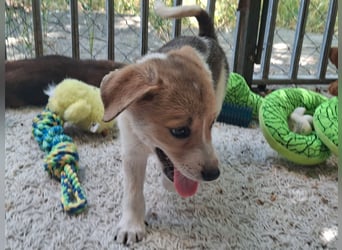 Alfie ist sehr freundlich, verspielt,sanft, anhänglich
