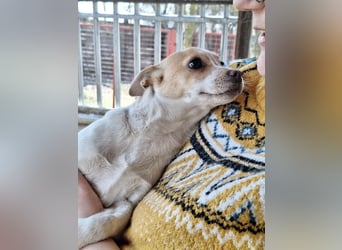 Hündin Kansy ist sehr lieb, fröhlich, verspielt !