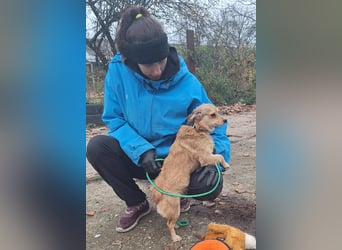 Hope sucht viel Liebe und Geborgenheit !