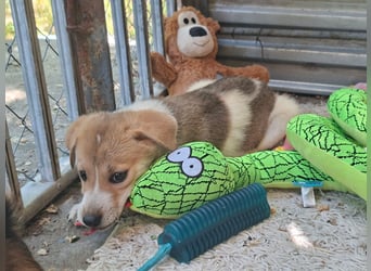 Alfie ist sehr freundlich, verspielt,sanft, anhänglich