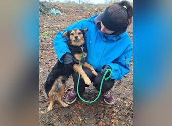 Der sanfte Rüde Lucky sucht ein Zuhause !