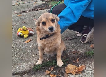 Hope sucht viel Liebe und Geborgenheit !