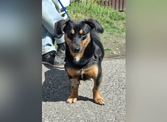 Lexa ist sehr lieb, sanft und menschenbezogen !