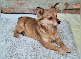 Hope sucht viel Liebe und Geborgenheit !