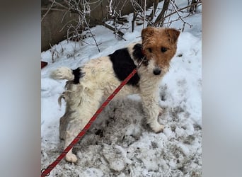 Hündin Ali ist sehr lieb, sanft und anhänglich !