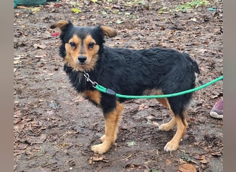 Der sanfte Rüde Lucky sucht ein Zuhause !