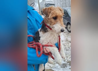 Hündin Ali ist sehr lieb, sanft und anhänglich !