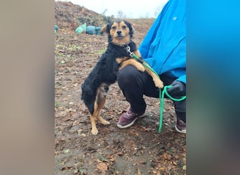 Der sanfte Rüde Lucky sucht ein Zuhause !