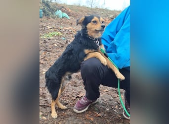 Der sanfte Rüde Lucky sucht ein Zuhause !