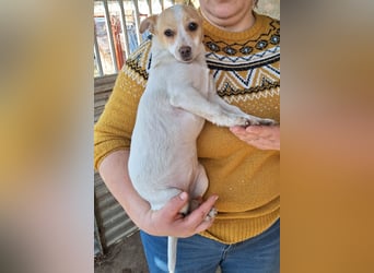 Hündin Kansy ist sehr lieb, fröhlich, verspielt !