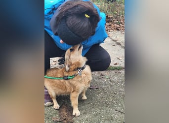 Hope sucht viel Liebe und Geborgenheit !